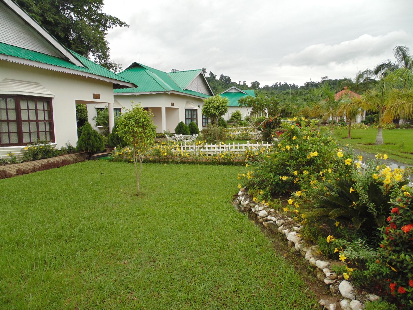 Cottage gardens with yellow allamanda blooms